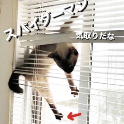 「網戸を登る猫と３本脚だから登れない猫」サムネイル2