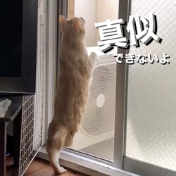 「網戸を登る猫と３本脚だから登れない猫」サムネイル3