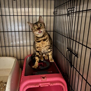 ベンガル♀舌がチャームポイント！