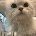 チンチラシルバー懐っこい女の子里親募集中♪