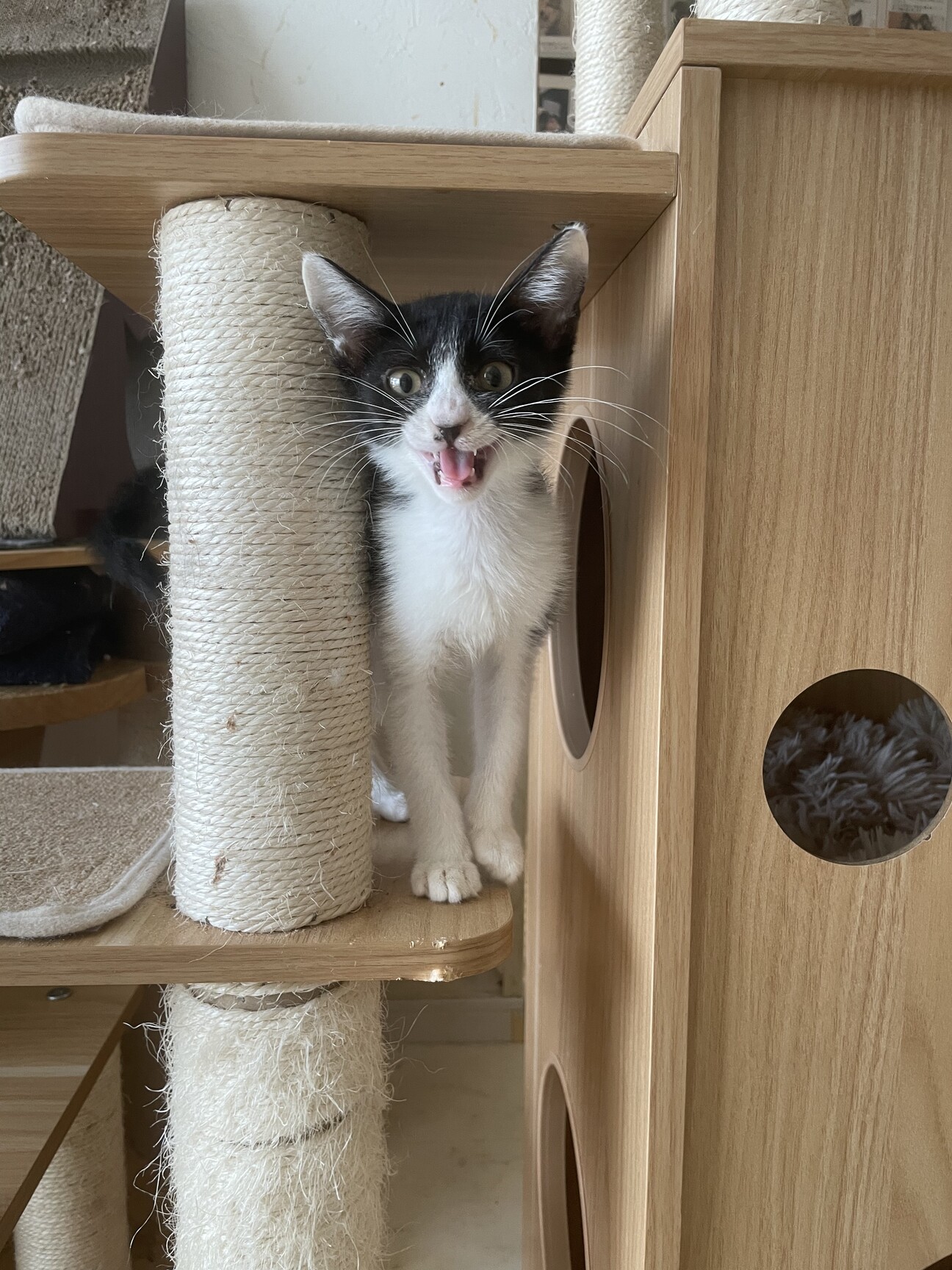 小平市 お膝猫 可愛い 東京都 猫の里親募集 ペットのおうち 月間利用者150万人