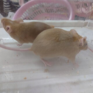 ファンシーマウス里親募集