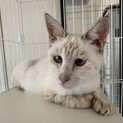 シャム系雑種　メス成猫