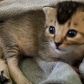 生後3週間の子猫兄弟