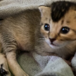 生後3週間の子猫兄弟