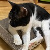 落ち着きのあるおとな猫ハン君★５歳オス★黒白 サムネイル4