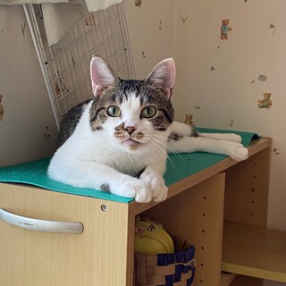 【一時停止】人馴れ◎おとな猫コトくん★５歳オス