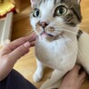 【一時停止】人馴れ◎おとな猫コトくん★５歳オス サムネイル5