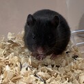 キングハムスター クロクマ②