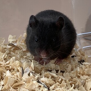 キングハムスター クロクマ②