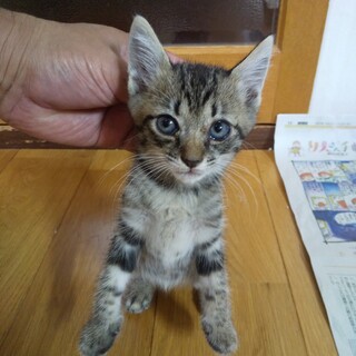 保護子ネコ里親募集