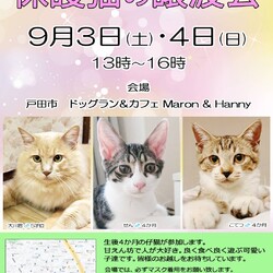 笑ねこ(ワラネコ) 保護猫譲渡会 サムネイル1