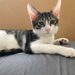 笑ねこ(ワラネコ) 保護猫譲渡会 サムネイル2