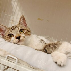 笑ねこ(ワラネコ) 保護猫譲渡会 サムネイル3