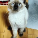 シャム柄の子猫を大切に育ててくれる方を募集します。