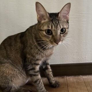 小顔の可愛いキジトラ女の子