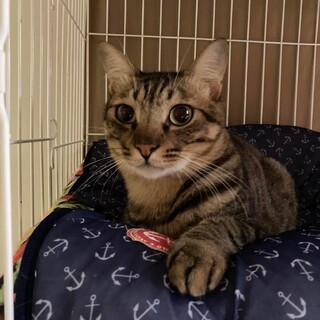 遊ぶの大好き！キジトラ男の子