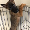 リンちゃん愛媛のＹ様の家族にしていただけます