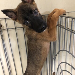 リンちゃん愛媛のＹ様の家族にしていただけます