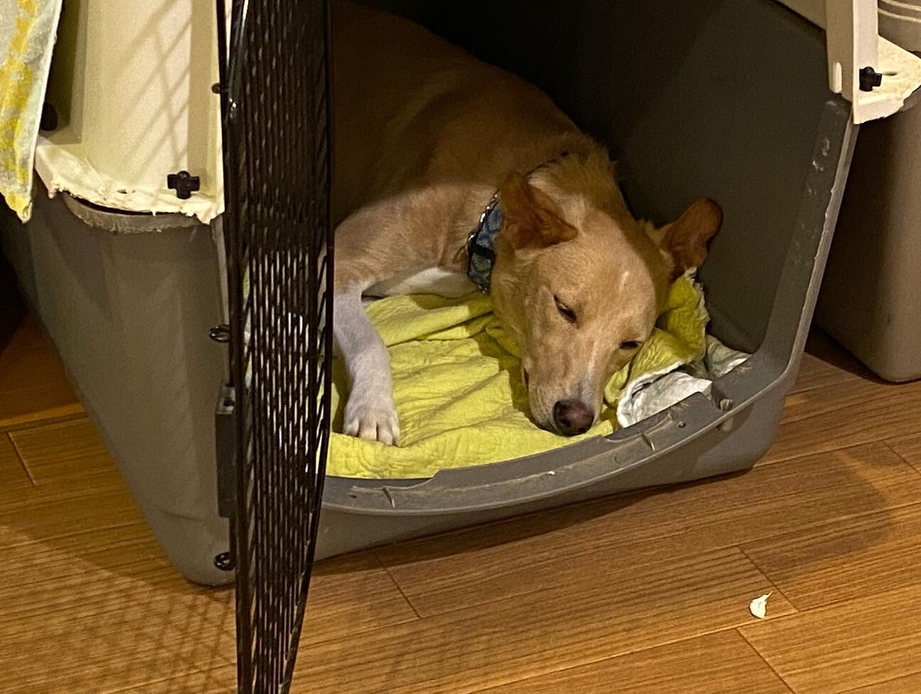 犬とのコミュニケーションを楽しみたい方へ・ミルク サムネイル5