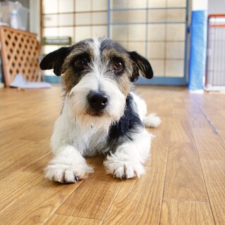 （受付停止）ジャックラッセル7歳引退犬のチャコット