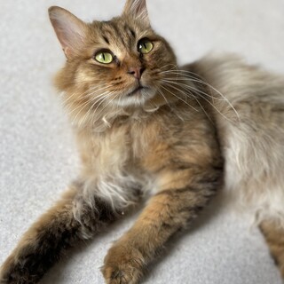 ソマリ風長毛⭐︎ライオンちゃん