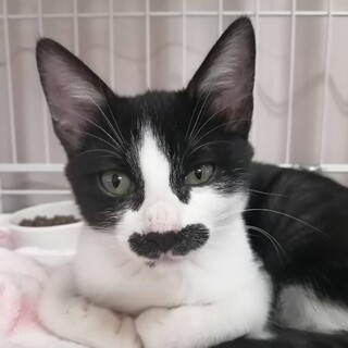 可愛いお顔にちょび髭のち」愛知県 - 猫の里親募集(428019