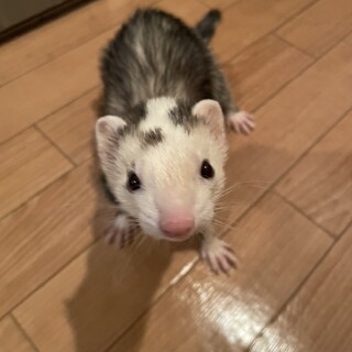 フェレット3匹