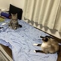 シャムミックス　2才2ヶ月