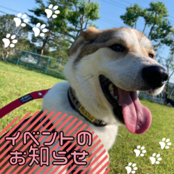【PWJ生駒譲渡センター】ピースワンコ譲渡会IN吉田動物病院グループ動物愛護教育施設ACE