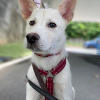 白色仔犬、立ち耳のかわいい女の子
