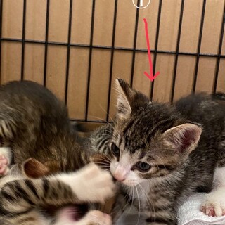 全員里親様決定しました。