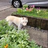 穏やかな　ほのかちゃん サムネイル2