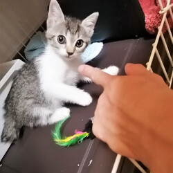 in小牧市～子猫のお祭り!!☆保護猫の譲渡会2022年9月3日（土）～ 「ちーむ にゃいんず」