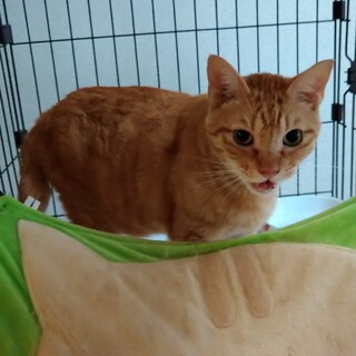 茶トラの大きな男の子です