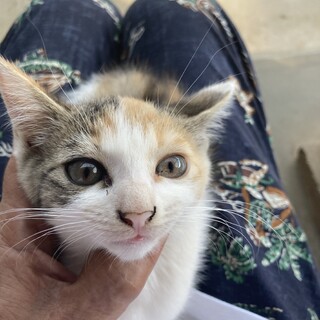 可愛い三毛　2ヶ月　No3