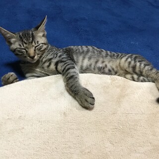 キジトラ オス 甘えん坊