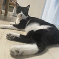 人懐っこいハチくん。
