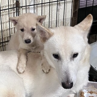 生後約2ヶ月の子犬里親緊急募集