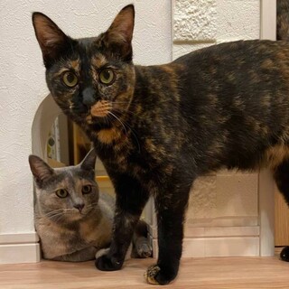 サビ柄女子だけど男前なお顔❤️ミリ