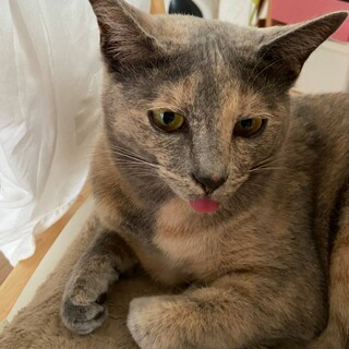 美猫色おとなしくてひとなっこ❤️シェル