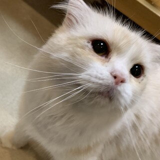 見た目も性格も可愛いアスカちゃん♡