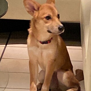 恐がりだけど慣れると元気良く遊ぶ美犬のイリス