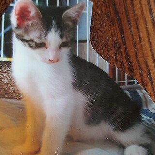 （トライアル中！）「シマーゼ」♀