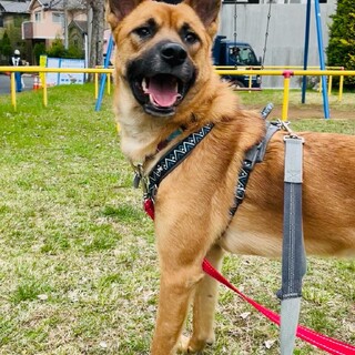 「タイガ」明るくやんちゃな男の子