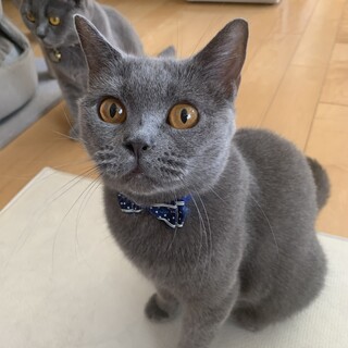 愛嬌たっぷりブリティッシュのあいちゃん♡