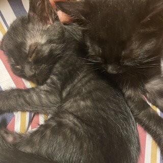 ☆子猫☆里親様募集