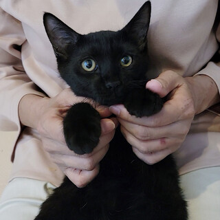 おっとりで甘えん坊!抱っこも好きです！