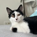 育ち盛りの白黒子猫☆
