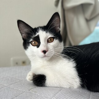 育ち盛りの白黒子猫☆